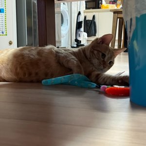 고양이를 찾습니다 코리아쇼트헤어 경상북도 포항시 남구