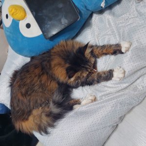 고양이를 찾습니다 메인쿤 경기도 부천시 오정구
