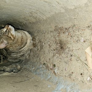 고양이 주인을 찾습니다 코리아쇼트헤어 전라북도 익산시