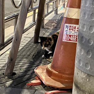고양이 목격 코리아쇼트헤어 서울특별시 동대문구