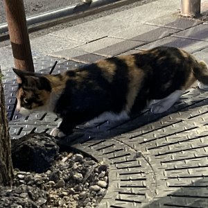 고양이 주인을 찾습니다 코리아쇼트헤어 서울특별시 동대문구