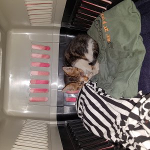 고양이 주인을 찾습니다 기타묘종 경상남도 양산시