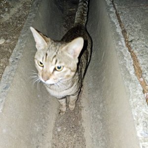 고양이 목격 코리아쇼트헤어 전라북도 익산시