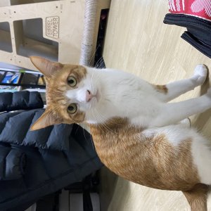고양이 실종 코리아쇼트헤어 경상북도 경주시