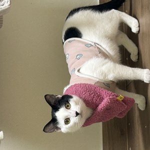 고양이 실종 코리아쇼트헤어 경기도 시흥시