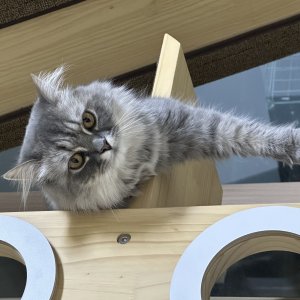 고양이 실종 페르시안 경기도 광주시