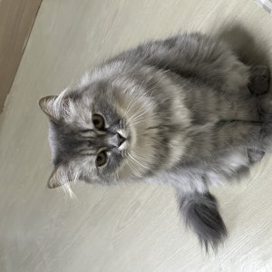 고양이를 찾습니다 페르시안 경기도 광주시