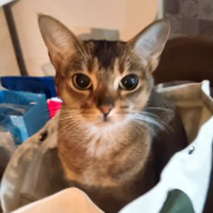고양이 실종 아비시니안 서울특별시 마포구