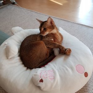 고양이를 찾습니다 아비시니안 서울특별시 마포구