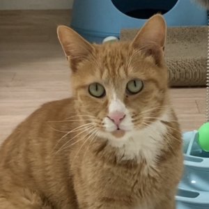 고양이 실종 코리아쇼트헤어 서울특별시 강동구