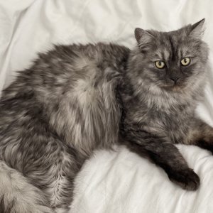 고양이 실종 페르시안 경상북도 포항시 남구