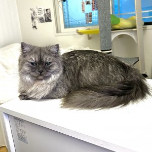 고양이를 찾습니다 고양이 전단지
