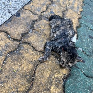 고양이 구조 코리아쇼트헤어 서울특별시 성북구
