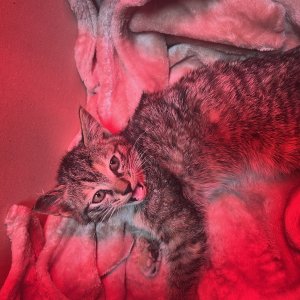 고양이 주인을 찾습니다 코리아쇼트헤어 서울특별시 성북구