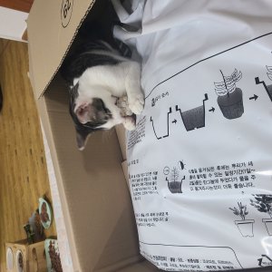 고양이를 찾습니다 코리아쇼트헤어 세종특별자치시 전체