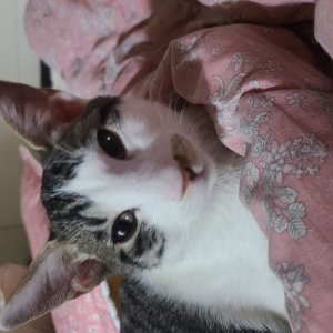 고양이 실종 코리아쇼트헤어 세종특별자치시 전체