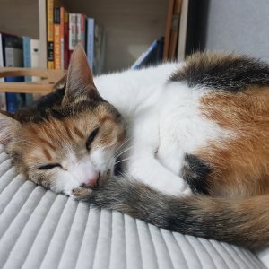고양이를 찾습니다 고양이 전단지