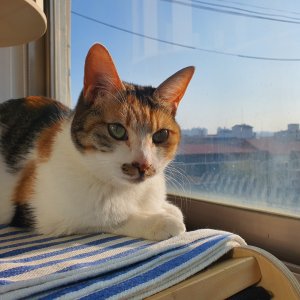 고양이 실종 코리아쇼트헤어 강원도 원주시