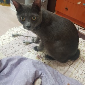 고양이를 찾습니다 러시안블루 부산광역시 부산진구