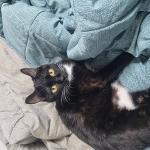고양이 실종 코리아쇼트헤어 경기도 수원시 권선구