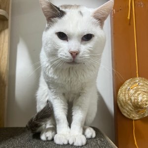 고양이를 찾습니다 고양이 전단지