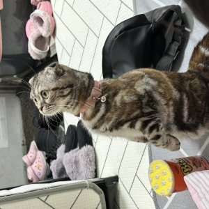 고양이를 찾습니다 스코티시폴드 경기도 성남시 중원구