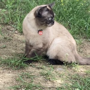 고양이 주인을 찾습니다 샴 경기도 부천시 오정구