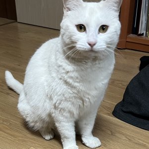 고양이 실종 터키시앙고라 경기도 파주시
