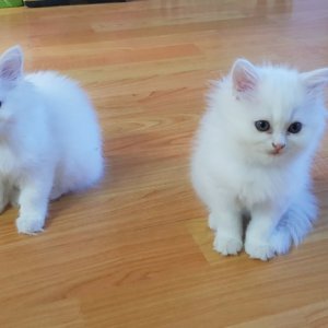 고양이 실종 페르시안 경상북도 봉화군