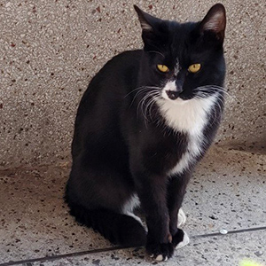 고양이 실종 코리아쇼트헤어 대구광역시 동구