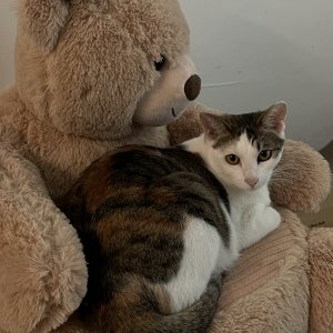 고양이 실종 코리아쇼트헤어 인천광역시 계양구