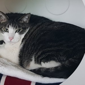 고양이 실종 코리아쇼트헤어 경기도 고양시 일산동구