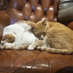 고양이 실종 코리아쇼트헤어 충청북도 청주시 서원구