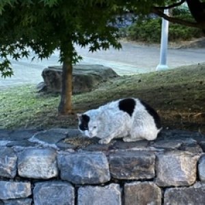 고양이 목격 코리아쇼트헤어 서울특별시 마포구