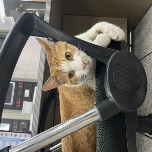 고양이 주인을 찾습니다 기타묘종 경기도 남양주시
