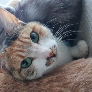 고양이를 찾습니다 고양이 전단지