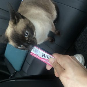 고양이 주인을 찾습니다 샴 경기도 화성시
