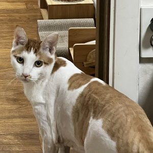 고양이를 찾습니다 고양이 전단지