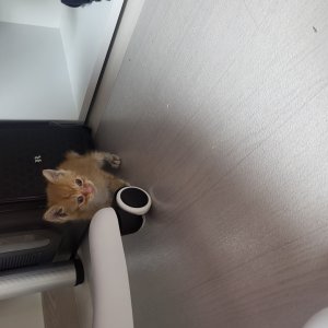 고양이 주인을 찾습니다 기타묘종 대구광역시 달서구
