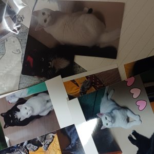 고양이 실종 코리아쇼트헤어 경기도 파주시