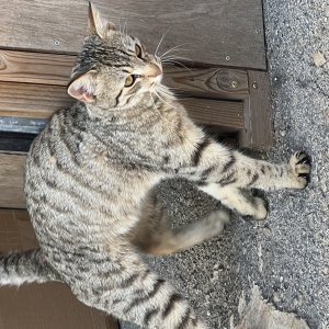 고양이 주인을 찾습니다 기타묘종 전라북도 고창군