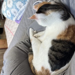 고양이를 찾습니다 고양이 전단지