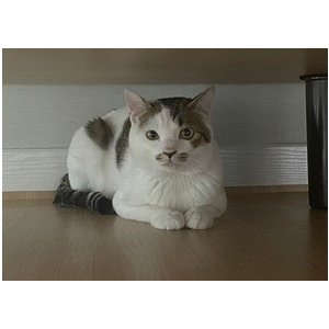 고양이를 찾습니다 코리아쇼트헤어 광주광역시 북구