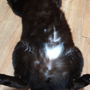 고양이를 찾습니다 고양이 전단지