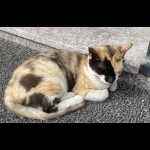 고양이를 찾습니다 고양이 전단지