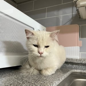 고양이 주인을 찾습니다 기타묘종 경기도 용인시 처인구