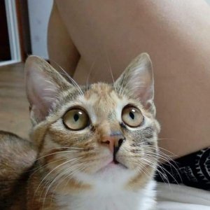 고양이를 찾습니다 믹스묘 전라남도 곡성군
