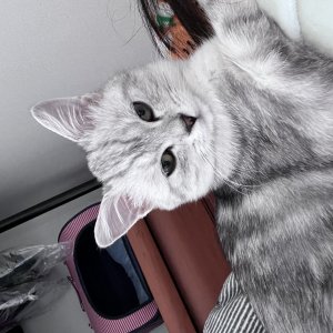 고양이를 찾습니다 아메리칸쇼트헤어 서울특별시 노원구