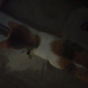 고양이 주인을 찾습니다 기타묘종 경기도 고양시 일산동구