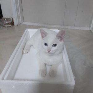 고양이를 찾습니다 터키시앙고라 경기도 안성시